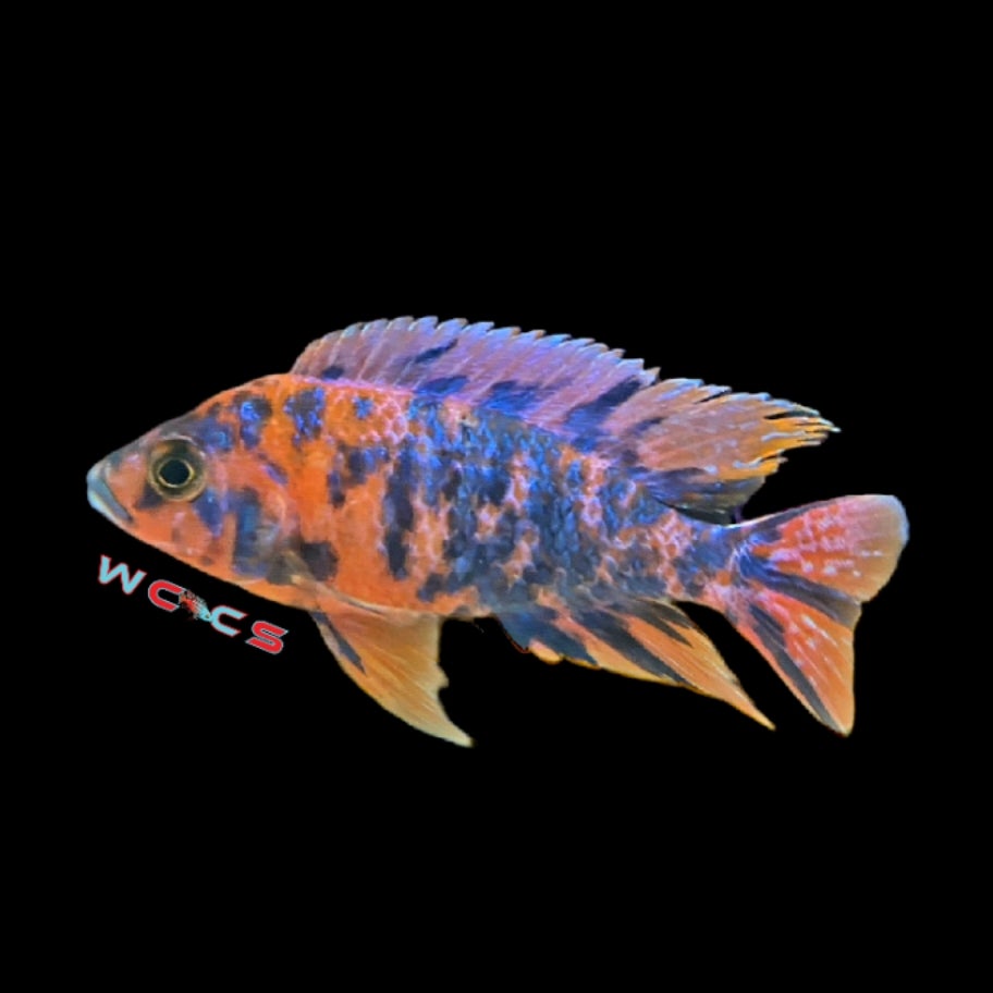 Female Raspberry Ob Raspberry Ob | West Coast Cichlid Supply LLC